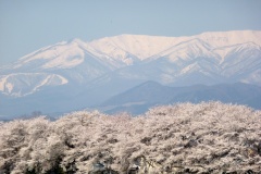 ■■018蔵王と桜