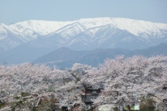 ■■025大河原桜