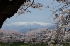 ■■051大河原桜