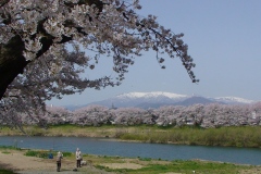 ■100大河原桜